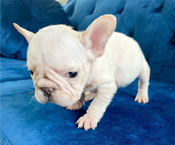 Medium Photo #5 French Bulldog Puppy For Sale in DALLAS, TX, USA