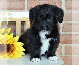 Pembroke Welsh Corgi-Poodle (Toy) Mix Puppy for sale in EPHRATA, PA, USA