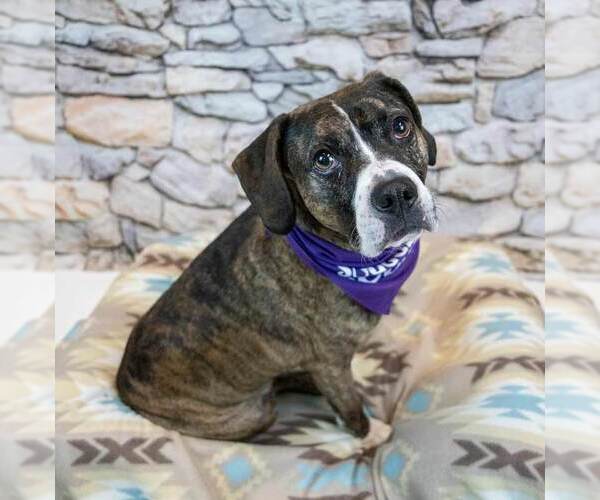 Medium Photo #4 Boxer-Unknown Mix Puppy For Sale in Kennesaw, GA, USA