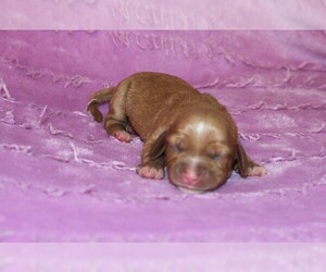 Dachshund Puppy for sale in BLOOMINGTON, IN, USA