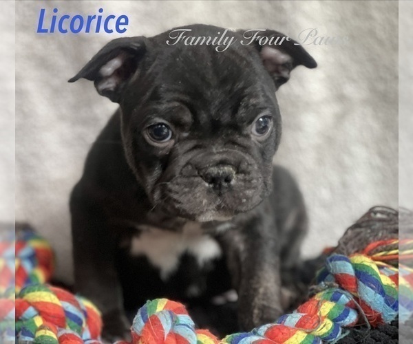 Medium Photo #7 Faux Frenchbo Bulldog Puppy For Sale in HOODSPORT, WA, USA
