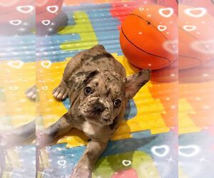 French Bulldog Puppy for sale in ELK GROVE, CA, USA