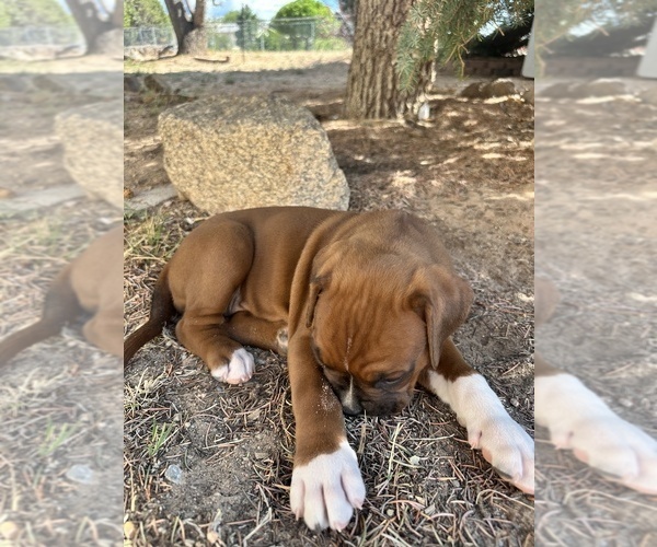 Medium Photo #11 Boxer Puppy For Sale in ESPANOLA, NM, USA