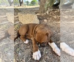 Small Photo #32 Boxer Puppy For Sale in ESPANOLA, NM, USA