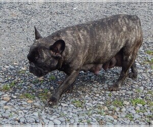 Mother of the French Bullhuahua puppies born on 05/15/2025
