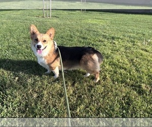 Father of the Pembroke Welsh Corgi puppies born on 06/01/2026