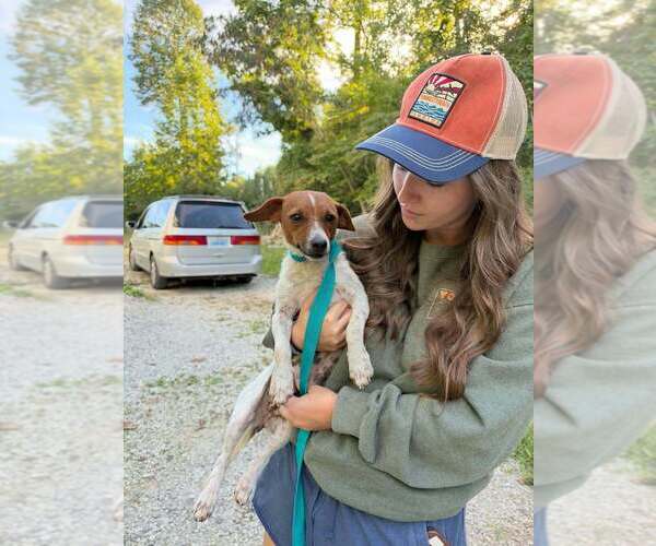 Medium Photo #4 Jack Russell Terrier-Unknown Mix Puppy For Sale in Aurora, IN, USA
