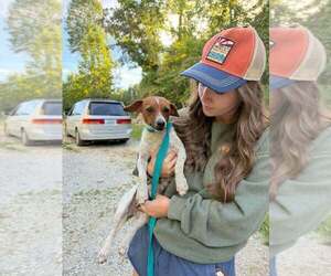 June Buggy - Female Jack Russell Terrier-Unknown Mix Dog for Adoption - Photo #4