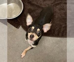 Chihuahua Dogs for adoption in Rosenberg, TX, USA