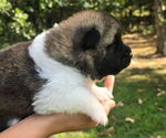 Puppy Akira Akita