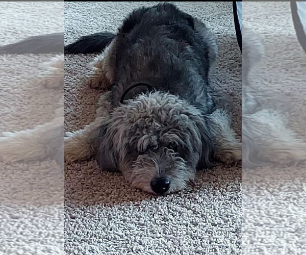 Medium Photo #5 Miniature Labradoodle Puppy For Sale in Oakhurst, NJ, USA