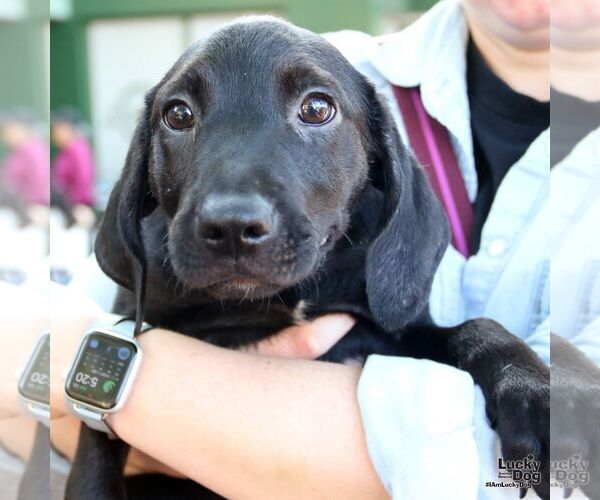 Medium Photo #5 Labrador Retriever-Retriever  Mix Puppy For Sale in Washington, DC, USA
