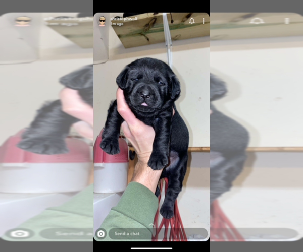 Medium Photo #4 Labrador Retriever Puppy For Sale in HAMPSTEAD, NC, USA