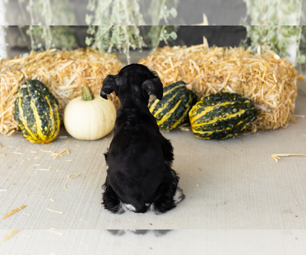 Medium Photo #7 Schnauzer (Miniature) Puppy For Sale in MILLERSBURG, IN, USA