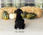Small #5 Schnauzer (Miniature)