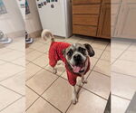 Small #3 Puggle