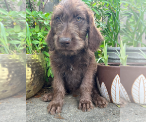Labradoodle Puppy for sale in PEMBROKE, GA, USA
