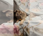 Small Photo #11 German Shepherd Dog Puppy For Sale in ANKENY, IA, USA