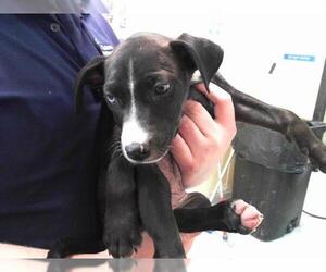 Labrador Retriever-Plott Hound Mix Dogs for adoption in Tulsa, OK, USA