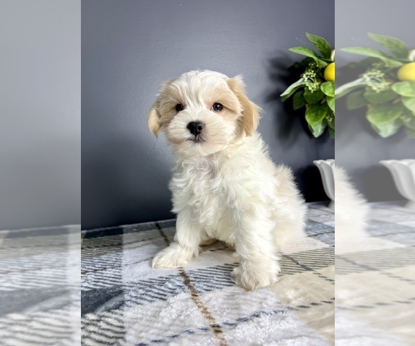 Medium Photo #5 Maltipoo Puppy For Sale in GREENFIELD, IN, USA
