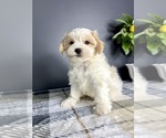 Small #4 Maltipoo