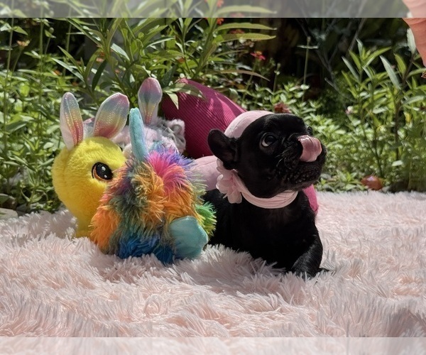 Medium Photo #20 French Bulldog Puppy For Sale in LEHIGH ACRES, FL, USA