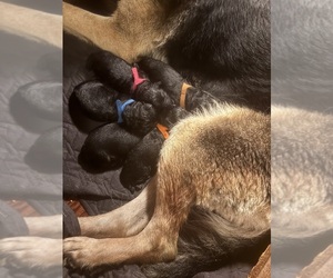 German Shepherd Dog Puppy for Sale in SUMPTER TWP, Michigan USA