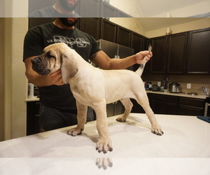Presa Canario Puppy for sale in HUMBLE, TX, USA