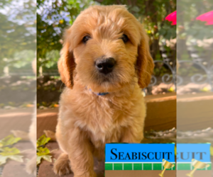 English Cream Golden Retriever-Poodle (Standard) Mix Puppy for sale in GOLDEN, CO, USA