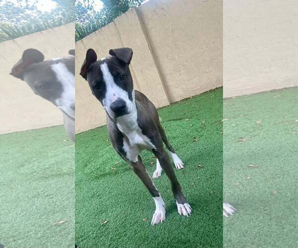 Medium Photo #6 Mutt Puppy For Sale in Pompano Beach , FL, USA