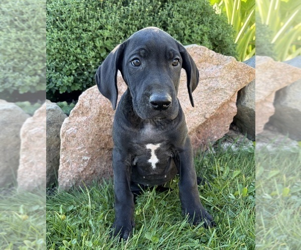 Medium Photo #3 Great Dane Puppy For Sale in MIDDLEBURY, IN, USA