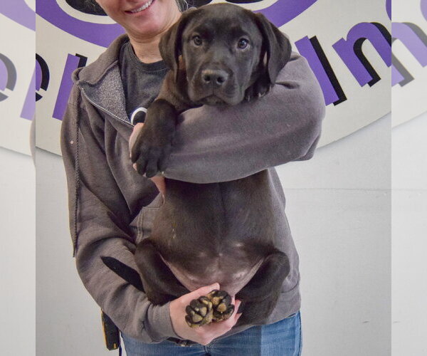 Medium Photo #4 American Staffordshire Terrier-Unknown Mix Puppy For Sale in Huntley, IL, USA