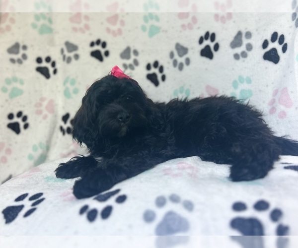 Medium Photo #9 ShihPoo Puppy For Sale in LAKELAND, FL, USA