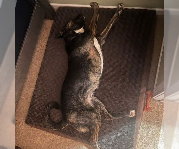 Medium Photo #10 American Pit Bull Terrier-German Shepherd Dog Mix Puppy For Sale in Fargo, ND, USA