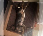 Small #9 American Pit Bull Terrier-German Shepherd Dog Mix