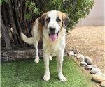 Small #1 Saint Bernard