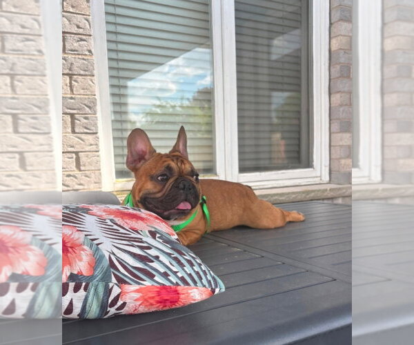 Medium Photo #8 French Bulldog Puppy For Sale in Brights Grove, Ontario, Canada
