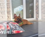 Small #7 French Bulldog
