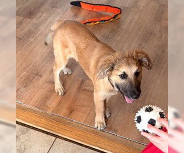 Medium Photo #2 Anatolian Shepherd-Unknown Mix Puppy For Sale in St. Louis Park, MN, USA