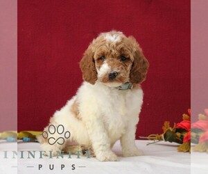 Goldendoodle Puppy for sale in GORDONVILLE, PA, USA
