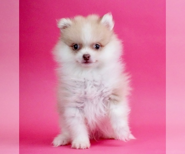Medium Photo #2 Pomeranian Puppy For Sale in WARSAW, IN, USA
