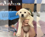 Small Siberian Husky Mix