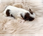 Small #1 Shih Tzu