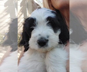 Bernedoodle Puppy for Sale in COLORADO SPRINGS, Colorado USA