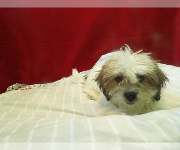 Medium Photo #5 Zuchon Puppy For Sale in PATERSON, NJ, USA