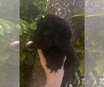 Image preview for Ad Listing. Nickname: Lilly