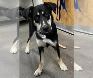 German Shepherd Dog-Unknown Mix Dogs for adoption in Forestville, MD, USA