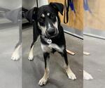 Small German Shepherd Dog Mix