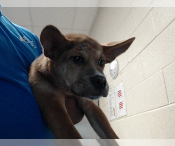 Medium Photo #1 German Shepherd Dog-Unknown Mix Puppy For Sale in Fayetteville, NC, USA