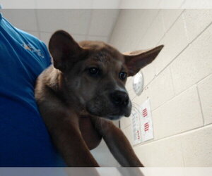 German Shepherd Dog-Unknown Mix Dogs for adoption in Fayetteville, NC, USA